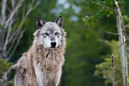 Vlci patřili donedávna k přírodnímu koloritu amerického severu. Vlci patřili donedávna k přírodnímu koloritu amerického severu.