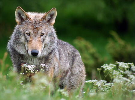 Výskyt vlků na Broumovsku byl potvrzen na jaře roku 2013, kdy se podařilo najít stopu a trus. Loni na podzim se začaly objevovat informace o pozorování vlka, v listopadu vlka zachytila fotopast severně od Teplic nad Metují