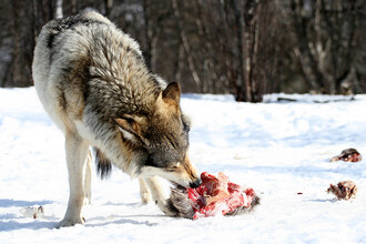 Každý rok je na základě sčítání stanoven aktuální počet a populační přírůstek, z něhož je odvozena kvóta regulačního odstřelu vlků. Výsledkem tohoto opatření, že dnes v Norsku žije zhruba 30 vlků.