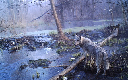 Volně žijící populace vlků v tomto regionu nabývá sedminásobku průměrného počt,u než v jiných státem zřízených rezervacích.