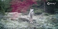 vlk v Krušných horách
