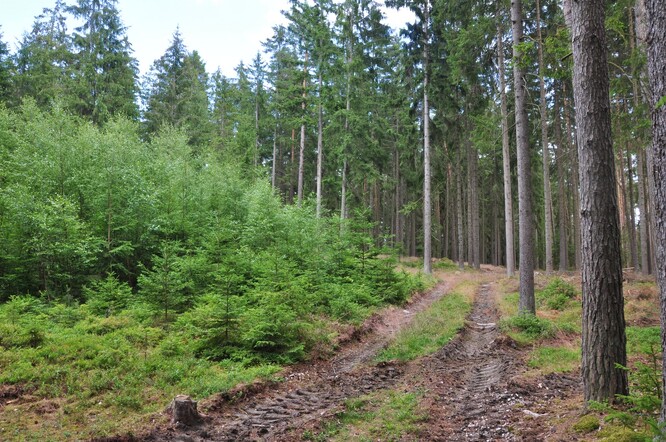 Zdravá lesní půda je zásadní podmínkou růstu zdravých lesů.