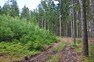 Zdravá lesní půda je zásadní podmínkou růstu zdravých lesů.