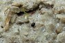 Miniaturní vodomil Chaetarthria seminulum žije ve vlhkém písku na březích tůní
