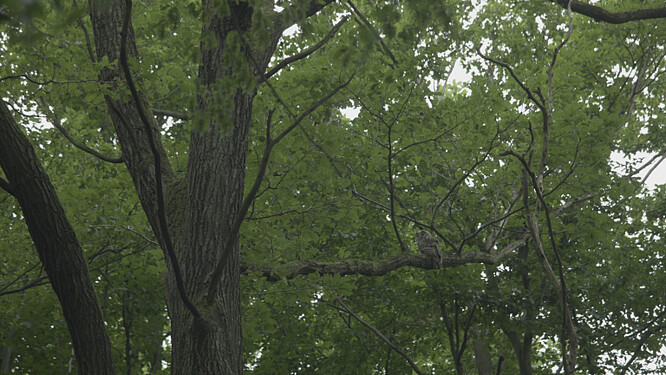 Volně žijící puštík ve Vídeňském lese. Volně žijící puštík ve Vídeňském lese.