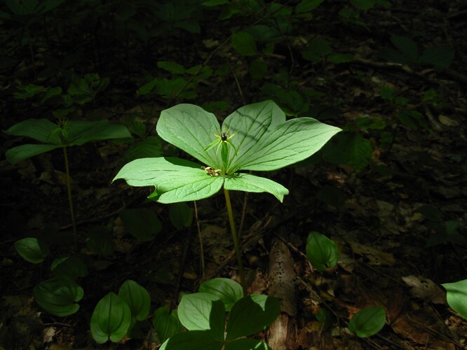 Vraní oko čtyřlisté Vraní oko čtyřlisté