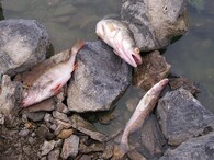 Vranovská přehrada mrtvé ryby