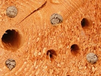 To, že je dutina ve včelím hnízdišti obsazená, poznáme podle „zátky“ z hlíny a slin.