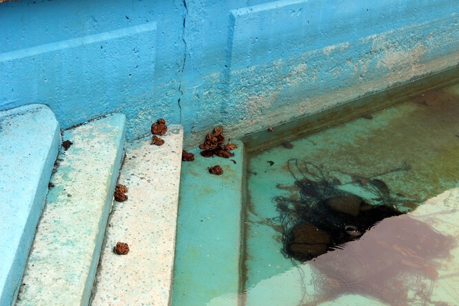 Ropuchy v pasti. Všelibice. Ropuchy v pasti. Všelibice.