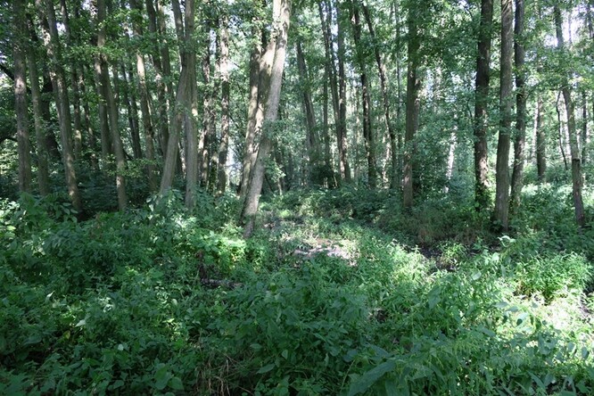 Hustý lužní les je podmínkou a domovem řady organismů, „řídkoles“ je ideální zase pro jiné druhy. Spor je o tom, v jaké míře a na jakém stanovišti se má dát přednost konkrétnímu typu lesa.