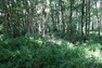 Hustý lužní les je podmínkou a domovem řady organismů, „řídkoles“ je ideální zase pro jiné druhy. Spor je o tom, v jaké míře a na jakém stanovišti se má dát přednost konkrétnímu typu lesa.  