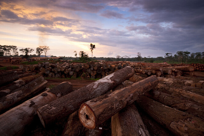Čínská poptávka po dřevě připomínajícím palisandr způsobila nezákonné kácení a ničení lesů v západoafrických zemích. / Ilustrační foto