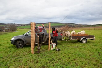 Výsadba na mezicestí probíhala za asistence krav.