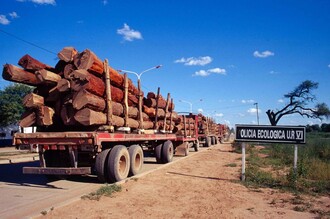 Vytěžené dřevo tropických pralesů v Argentině. Možná padlo kvůli sóji.