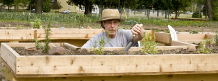 Výše položené záhony mohou umožnit zahradničení i lidem na vozíku Foto: dcwcreations / Shutterstock