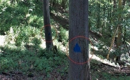Označení doupného stromu.