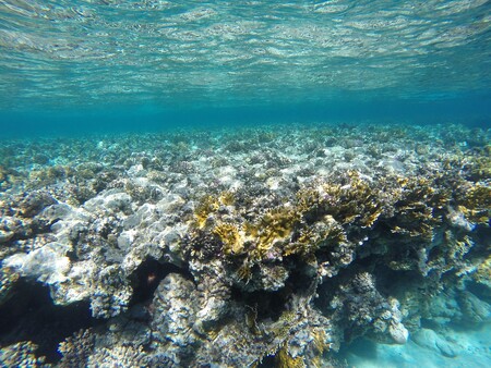Mořské korály patří mezi jedny z diverzitou nejbohatších a současně nejohroženějších ekosystémů naší planety. / Ilustrační foto