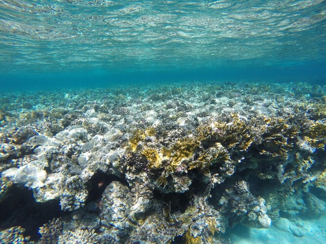 "Korálové útesy jsou všude na světě pod neustálou zátěží kvůli oteplování způsobenému změnami klimatu," uvedla GCRMN. Podle organizace pak korálové útesy trpí také celou řadou místních faktorů. Jedná se například o znečištění vody, příliš intenzivní rybolov či necitlivé stavební a další zásahy do pobřeží.