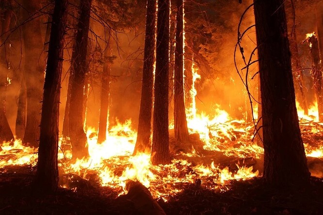 Lesní požár, ilustrační snímek.