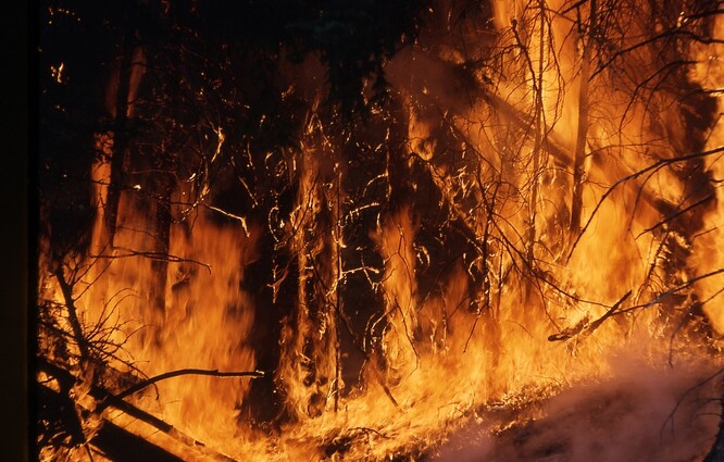 Správný řízený požár vypaluje spíš podrost, nešplhá se do korun stromů. Ty by se naopak neintenzivním kontrolovaným ohněm měly stát odolnější.