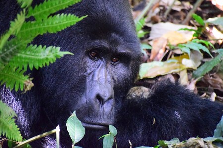 Více než polovina světové populace goril horských žije v národním parku Virunga v Kongu.