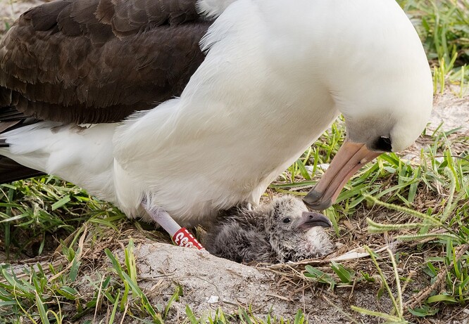 Zoologové se dlouho domnívali, že albatrosi se dožívají maximálně 40 let. Tito ptáci stráví až 90 procent života ve vzduchu nebo na moři, na pevninu míří jen kvůli rozmnožování, a nikoli pravidelně každý rok.