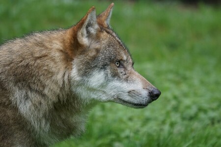 Myslivci a chovatelské organizace odmítli ministerský program péče o vlka. Tato zvířata mají být chráněna neomezeně. / Ilustrační foto