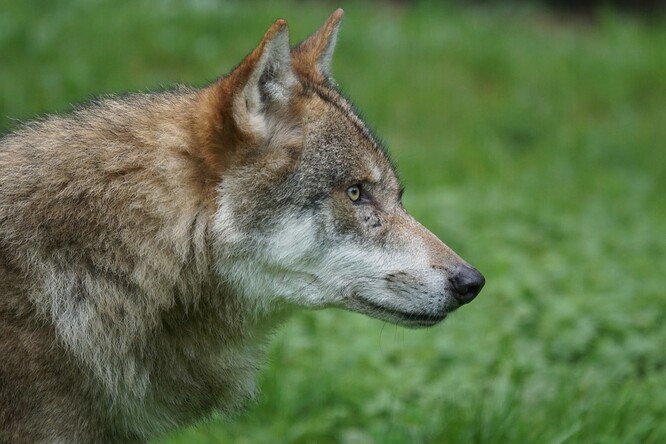 Na území Královéhradeckého kraje jsou vlci na Broumovsku, okrajově také na Trutnovsku a nově v Orlických horách. Ilustrační foto