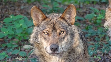 Vlci iberští žijí volně na Pyrenejském poloostrově, hrozí jim vyhubení. / ilustrační foto