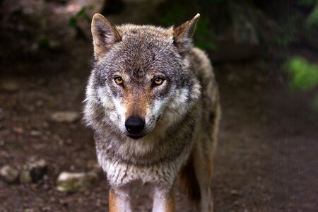 Myslivci chtějí od státu aby určil, v jakých oblastech a počtech je únosné, aby se v české přírodě vyskytovali vlci.  Ilustrační snímek.