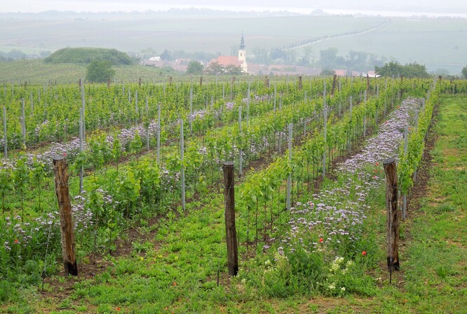 Pásy bylin ve vinohradu zmírňují dopady klimatické změny a podporují zdraví krajiny i půdy.
