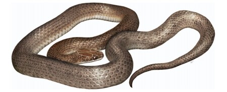 Mexický stát Chiapas se dnes světu může pochlubit novým druhem hada, který je dosud zaznamenán v jednom jediném exempláři.
