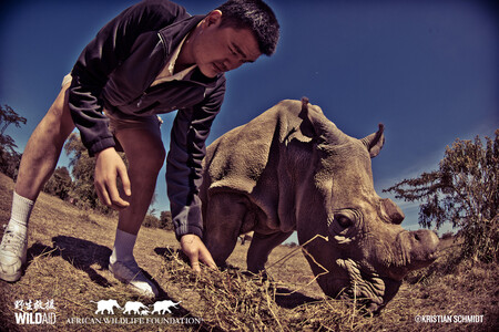 Jao Ming se samicí severního bílého nosorožce Nájin v keňské rezervaci Ol Pejeta