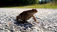 Žába na silnici
