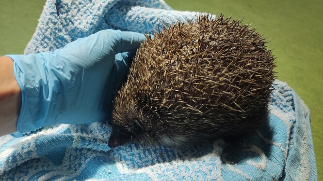 Záchrana jednoho z několika tisíc ježků v nouzi Záchrana jednoho z několika tisíc ježků v nouzi