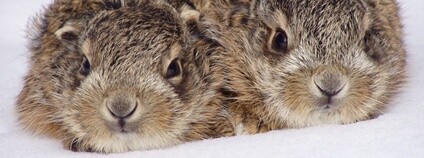 Zaječí sourozenci na sněhu. V přirozené poloze, zcela v pořádku. Foto: ČSOP Rokycany Zaječí sourozenci na sněhu. V přirozené poloze, zcela v pořádku. Foto: ČSOP Rokycany