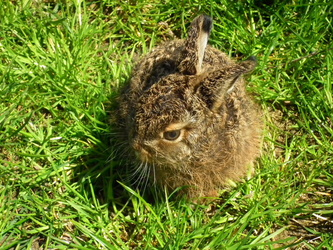 Mláďata zajíce obecného jsou běžným úlovkem kočky i psa. Mláďata zajíce obecného jsou běžným úlovkem kočky i psa.