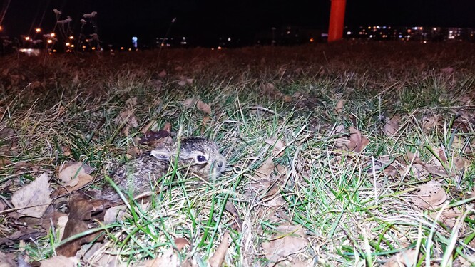 Zajíček z Opatova byl správně ponechán na místě. Zajíček z Opatova byl správně ponechán na místě.