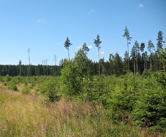 Zalesněná plocha polomu na Nových Hradech po orkánu Kyrill. Snímek z roku 2014.