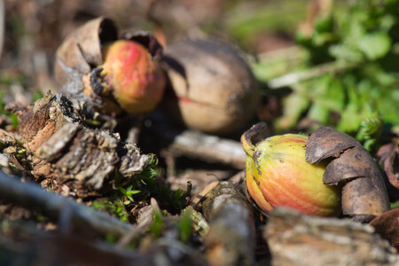 Loňské jarní mrazy snížily úrodu semen lesních dřevin. Podstatně méně bylo především žaludů dubu. / Ilustrační foto