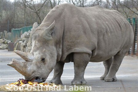 Uhynulá nosorožčí samice Zamba.