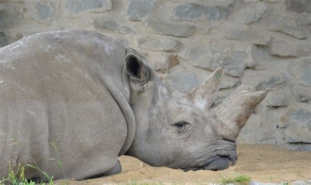 Do Zoologického muzea a galerie Protivín poputují ostatky samice nosorožce Zamby (na snímku), kterou museli nedávno kvůli zdravotním komplikacím utratit v Zoologické zahradě v Ústí nad Labem.