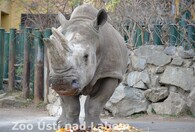 Uhynulá nosorožčí samice Zamba
