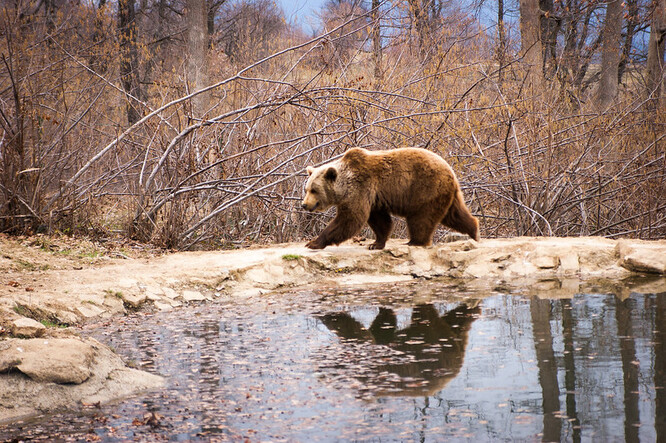 Rezervace pro medvědy hnědé u rumunského města Zarne&#537;ti, která s rozlohou 69 hektarů patří k největším svého druhu na světě.