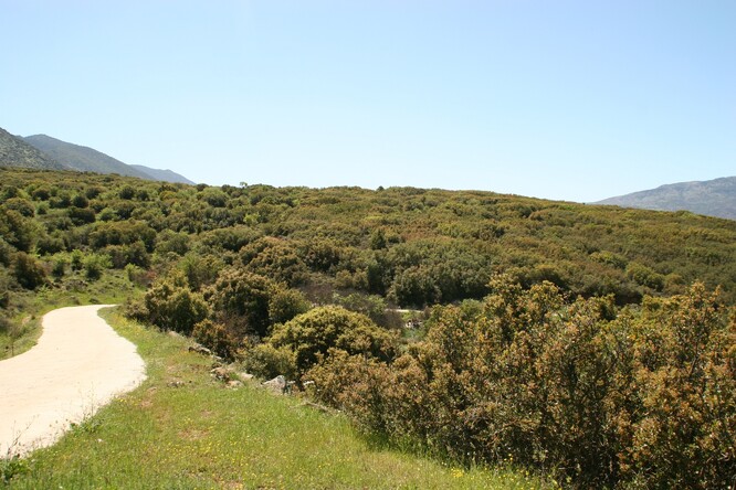 Zarůstající krajina / lokalita hustého lesa, Řecko. Zarůstající krajina / lokalita hustého lesa, Řecko.