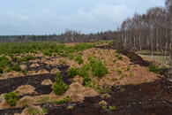 Zarůstající těžená plocha Perninského rašeliniště