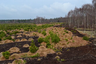 Zarůstající těžená plocha Perninského rašeliniště 2017.