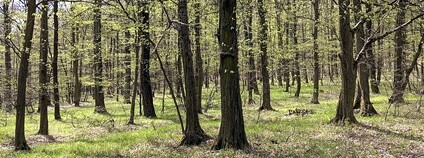 Ždánický les Foto: MartinVeselka Wikimeda Commons