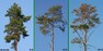 Ukázka intenzity defoliace borovice (5 – 45 – 95 %).