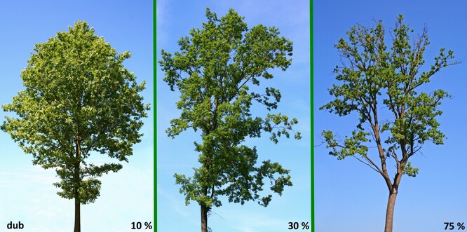 Ukázka intenzity defoliace dubu (10 – 30 – 75 %).